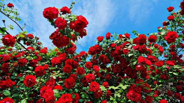 Isparta Gül Bahçesi – Gül Fabrikası – Sagalassos Antik Kenti – Ağlasun